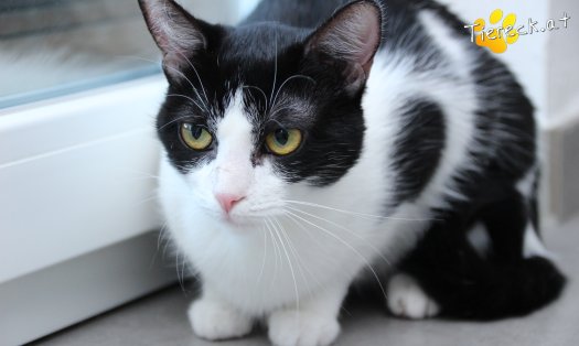 Katze Lili (Foto by Tiereck.at - Lavanttaler Tierhilfe)
