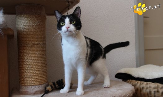 Katze Lili (Foto by Tiereck.at - Lavanttaler Tierhilfe)