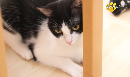 Katze Lili (Foto by Tiereck.at - Lavanttaler Tierhilfe)
