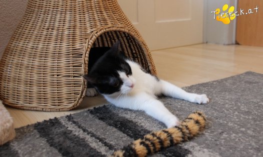Katze Lili (Foto by Tiereck.at - Lavanttaler Tierhilfe)