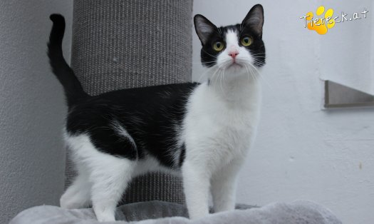 Katze Lili (Foto by Tiereck.at - Lavanttaler Tierhilfe)