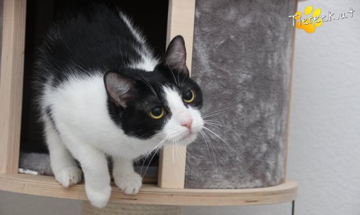 Katze Lili (Foto by Tiereck.at - Lavanttaler Tierhilfe)