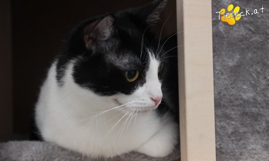 Katze Lili (Foto by Tiereck.at - Lavanttaler Tierhilfe)