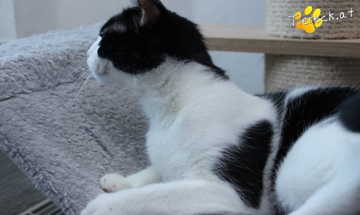 Katze Lili (Foto by Tiereck.at - Lavanttaler Tierhilfe)