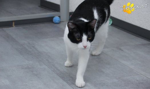 Katze Lili (Foto by Tiereck.at - Lavanttaler Tierhilfe)