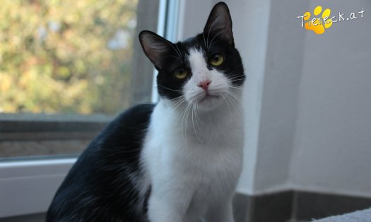 Katze Lili (Foto by Tiereck.at - Lavanttaler Tierhilfe)