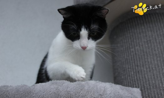 Katze Lili (Foto by Tiereck.at - Lavanttaler Tierhilfe)