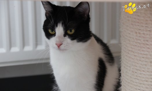 Katze Lili (Foto by Tiereck.at - Lavanttaler Tierhilfe)