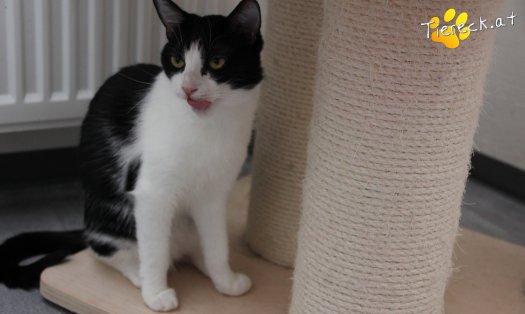 Katze Lili (Foto by Tiereck.at - Lavanttaler Tierhilfe)