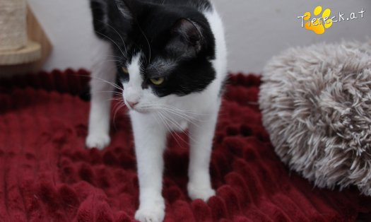 Katze Lili (Foto by Tiereck.at - Lavanttaler Tierhilfe)