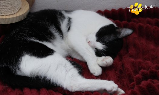 Katze Lili (Foto by Tiereck.at - Lavanttaler Tierhilfe)