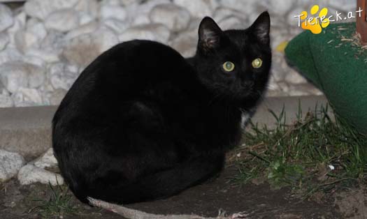 Katze Chilly (Foto by Tiereck.at - Lavanttaler Tierhilfe)