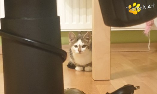Katze Zorro (Foto by Tiereck.at - Lavanttaler Tierhilfe)