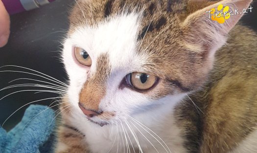 Katze Zorro (Foto by Tiereck.at - Lavanttaler Tierhilfe)
