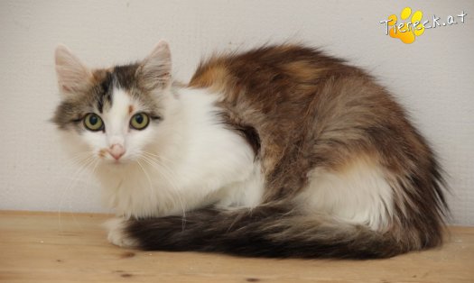 Katze Carina (Foto by Tiereck.at - Lavanttaler Tierhilfe)