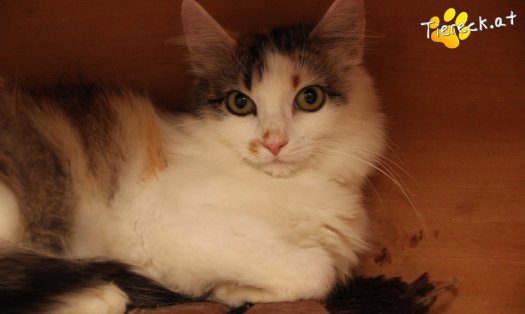 Katze Carina (Foto by Tiereck.at - Lavanttaler Tierhilfe)