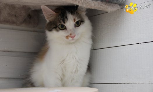 Katze Carina (Foto by Tiereck.at - Lavanttaler Tierhilfe)