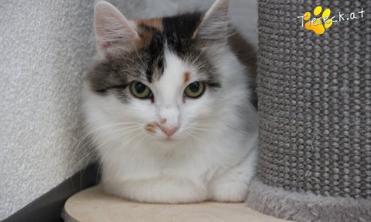 Katze Carina (Foto by Tiereck.at - Lavanttaler Tierhilfe)