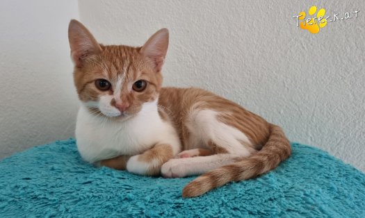 Katze Timon (Foto by Tiereck.at - Lavanttaler Tierhilfe)