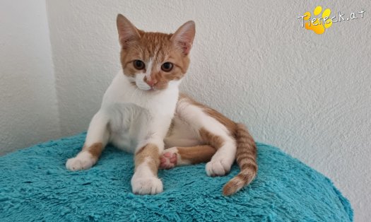 Katze Timon (Foto by Tiereck.at - Lavanttaler Tierhilfe)