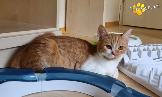 Katze Timon (Foto by Tiereck.at - Lavanttaler Tierhilfe)