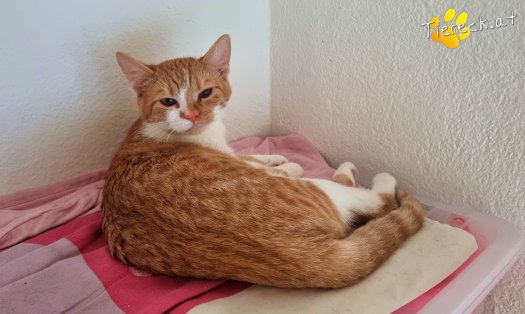 Katze Timon (Foto by Tiereck.at - Lavanttaler Tierhilfe)