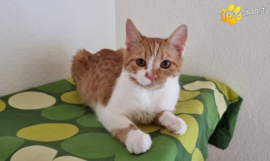 Katze Timon (Foto by Tiereck.at - Lavanttaler Tierhilfe)