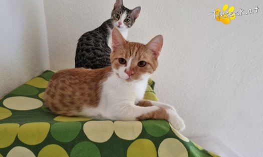 Katze Timon (Foto by Tiereck.at - Lavanttaler Tierhilfe)