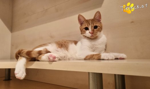 Katze Timon (Foto by Tiereck.at - Lavanttaler Tierhilfe)