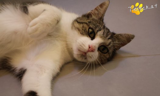 Katze Fanni (Foto by Tiereck.at - Lavanttaler Tierhilfe)