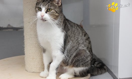Katze Fanni (Foto by Tiereck.at - Lavanttaler Tierhilfe)