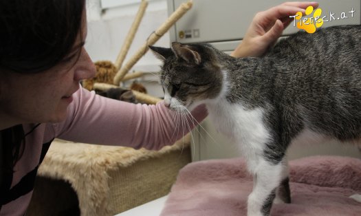 Katze Fanni (Foto by Tiereck.at - Lavanttaler Tierhilfe)