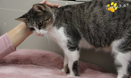 Katze Fanni (Foto by Tiereck.at - Lavanttaler Tierhilfe)