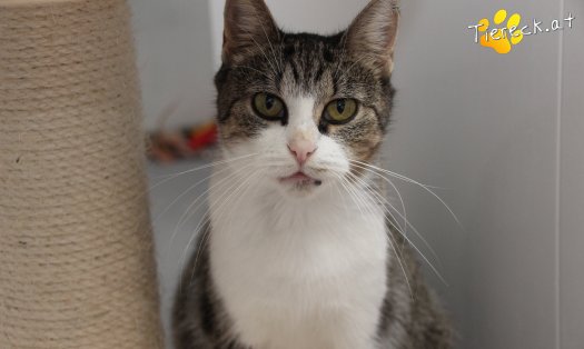 Katze Fanni (Foto by Tiereck.at - Lavanttaler Tierhilfe)