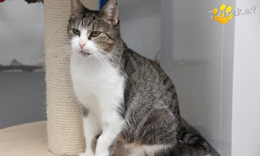 Katze Fanni (Foto by Tiereck.at - Lavanttaler Tierhilfe)