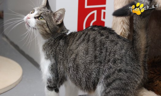 Katze Fanni (Foto by Tiereck.at - Lavanttaler Tierhilfe)