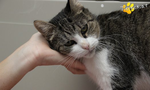 Katze Fanni (Foto by Tiereck.at - Lavanttaler Tierhilfe)