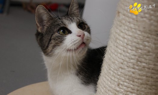 Katze Fanni (Foto by Tiereck.at - Lavanttaler Tierhilfe)