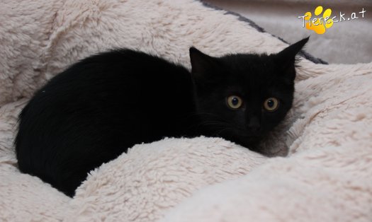 Katze Diego (Foto by Tiereck.at - Lavanttaler Tierhilfe)