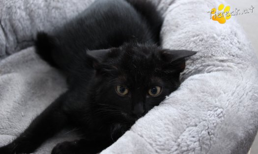 Katze Diego (Foto by Tiereck.at - Lavanttaler Tierhilfe)