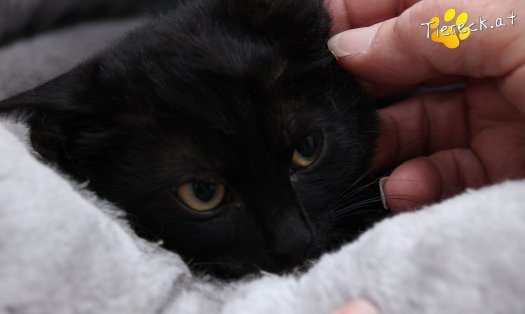 Katze Diego (Foto by Tiereck.at - Lavanttaler Tierhilfe)