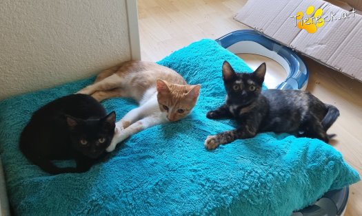 Katze Melody (Foto by Tiereck.at - Lavanttaler Tierhilfe)