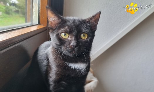 Katze Melody (Foto by Tiereck.at - Lavanttaler Tierhilfe)