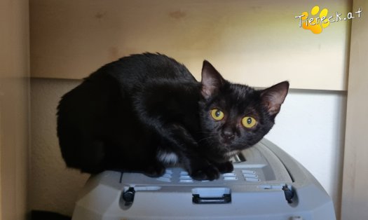 Katze Melody (Foto by Tiereck.at - Lavanttaler Tierhilfe)