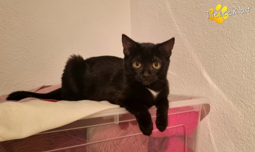 Katze Melody (Foto by Tiereck.at - Lavanttaler Tierhilfe)