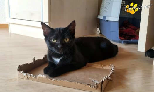 Katze Melody (Foto by Tiereck.at - Lavanttaler Tierhilfe)