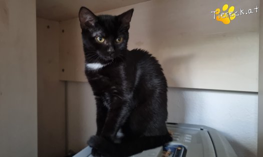 Katze Melody (Foto by Tiereck.at - Lavanttaler Tierhilfe)