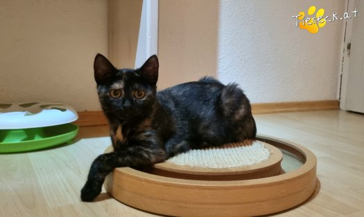 Katze Daisy (Foto by Tiereck.at - Lavanttaler Tierhilfe)