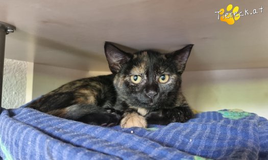 Katze Daisy (Foto by Tiereck.at - Lavanttaler Tierhilfe)