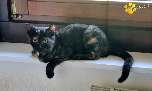 Katze Daisy (Foto by Tiereck.at - Lavanttaler Tierhilfe)